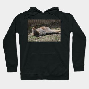 Wallaby Hoodie